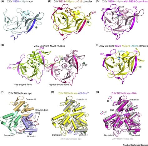 Structural Biology Of The Zika Virus Trends In Biochemical Sciences