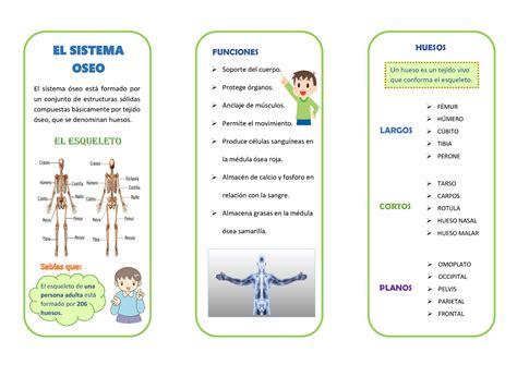 Triptico 2 1 B IMPRESIONANTE EL SISTEMA OSEO FUNCIONES Soporte Del