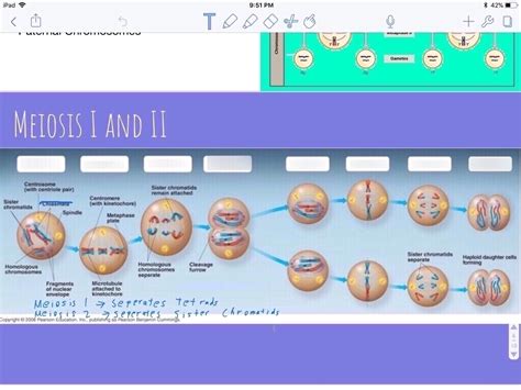 Bio Trimester 2 Chapter 12 Meiosis Diagram Quizlet