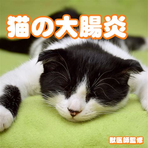 【獣医師監修】猫の大腸炎ってどんな病気？原因を追究して適切な治療をしよう！