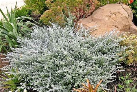 Helichrysum petiolare - Garden Variety