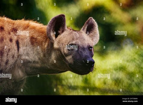 Angry hyena hi-res stock photography and images - Alamy