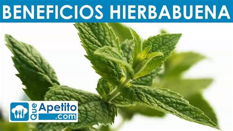 8 Propiedades Y Beneficios De La Hierbabuena QueApetito Te De