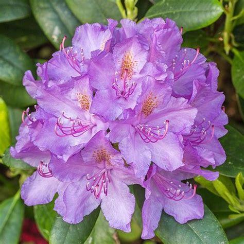 Rhododendron ponticum | | plant lust