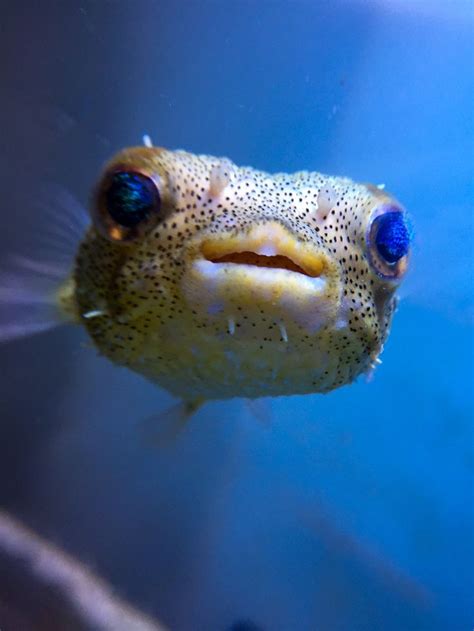 Freshwater Puffer Fish Poisonous - Ape Aquarium Fish