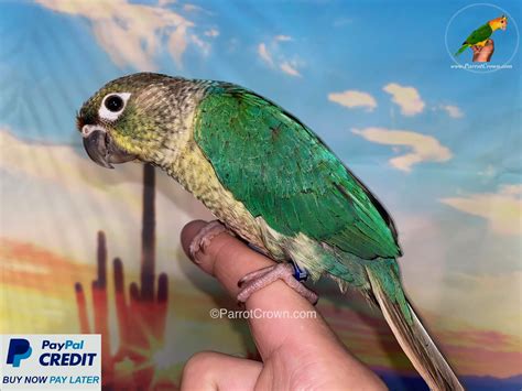 Turquoise Green Cheek Conure for sale - ParrotCrown.com