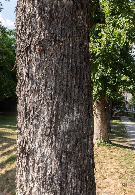 Mečja leska – Institut za botaniku i Botanička bašta „Jevremovac“