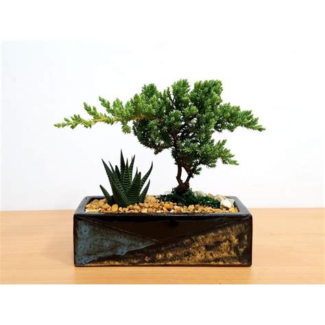 Bonsai Trees Wholesale Eve S Garden Inc