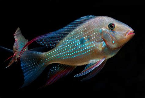 Threadfin Geophagus Acarichthys Heckelii Species Profile