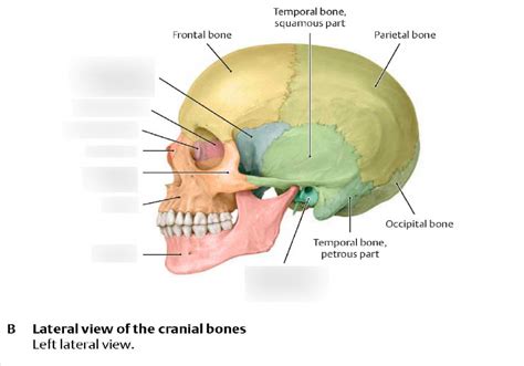 Cranial Bone Anatomy