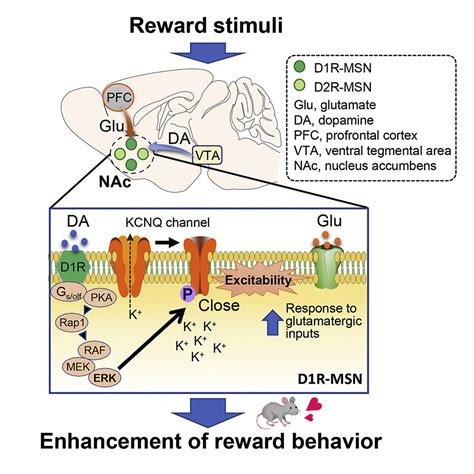 Unraveling The Reward Behavior Mechanisms Underlying The Dopamine