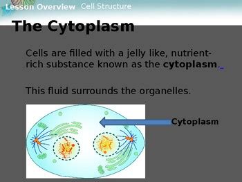 Cellular Organelles Ppt By BioDiva TPT