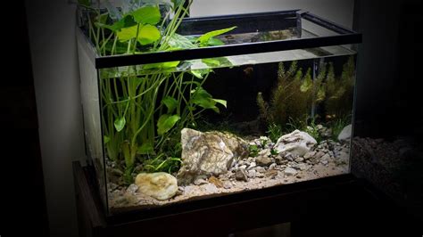 Freshwater fish for 10 gallon tank - gilithomepage