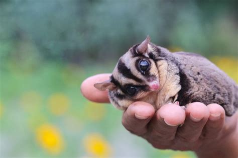 Sugar Glider Care – Suncoast Sugar Gliders