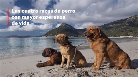 Las Cuatro Razas De Perro Con Mayor Esperanza De Vida YouTube