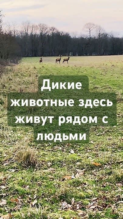 Здесь дикие животные живут рядом с людьми #shorts #животные - YouTube