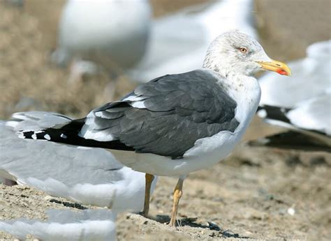 Клуша | Мир животных и растений