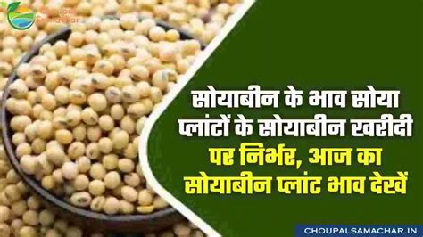 Today Soya Plant Rate सोयाबीन के भाव सोया प्लांटों के सोयाबीन खरीदी