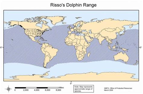 Rissos Dolphin Fun Facts Azores Whale Watching Terra Azul™