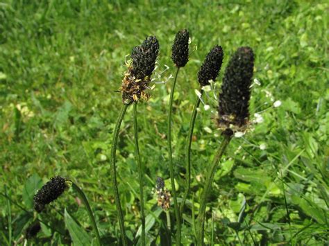 Ribwort Plantain, Narrow leaf Plantain, Plantago lanceolata