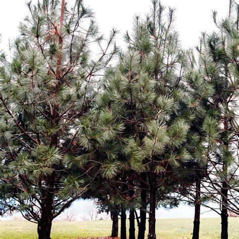 Black Hills Ponderosa Pine Trees For Sale