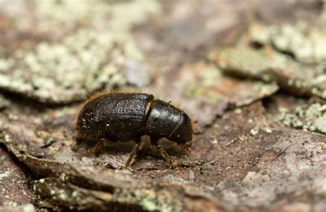 What You Need to Know About the Great Spruce Bark Beetle - GREAT SPRUCE ...