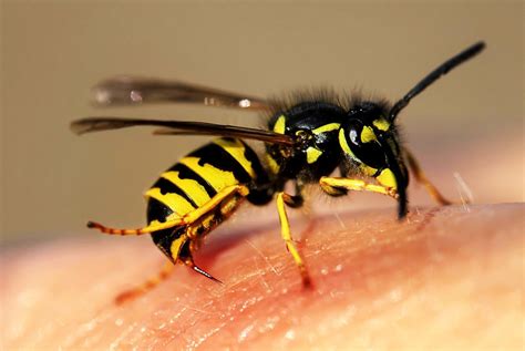 Les Gu Pes Sentent Elles La Peur Des Humains Est Ce Pour Cela