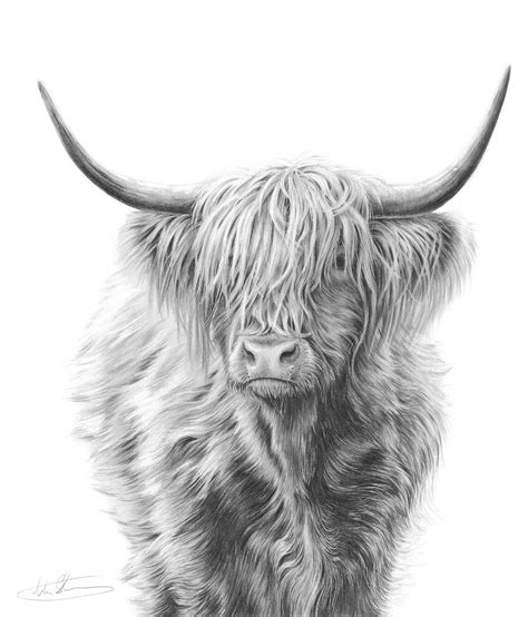 highland cow drawings easy 3