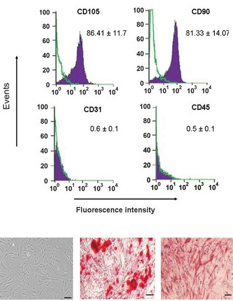 Characterization Of Adipose Derived Mesenchymal Stem Cells Admscs Download Scientific Diagram