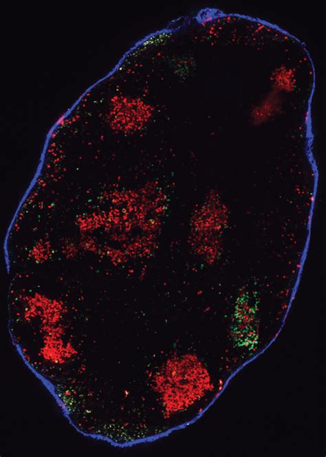 Germinal Centers IMAGE EurekAlert Science News Releases