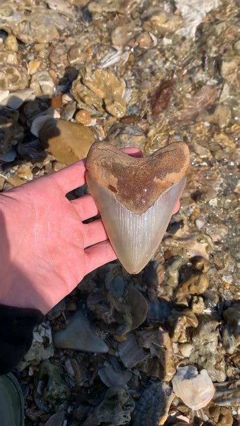 4.5” Megalodon Tooth | Ocean photography, Science and nature books ...