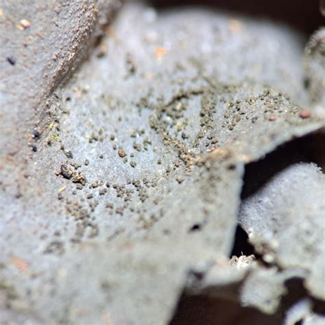 Lichens Of North Carolina