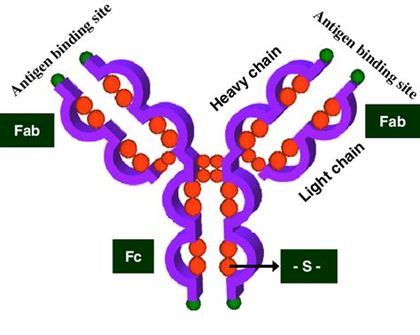 Schematic Representation Of An Antibody Structure Download