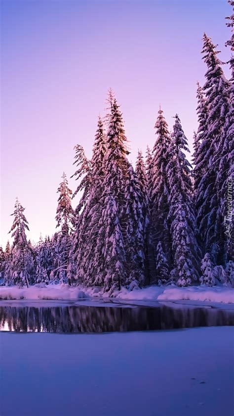 Ośnieżone świerki nad jeziorem Tapeta na telefon