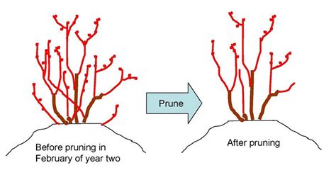 Pruning Blueberries | What’s the Dirt