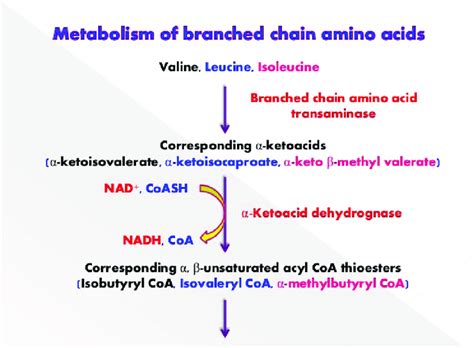 Branched Chain Amino Acids Metabolism Download Scientific Diagram