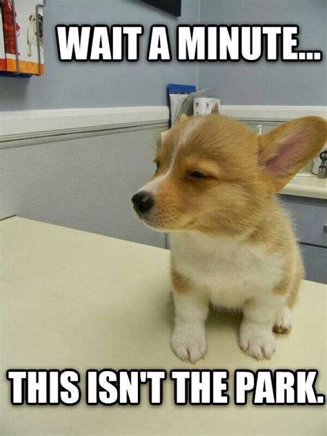 funny animals ideas funny animals funny animal memes funny