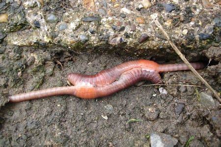 Earthworm | Anatomy & Reproduction - Video & Lesson Transcript | Study.com