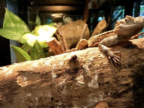 Bearded Dragon Habitat in the Wild: Guide in Setting Up Terrariums - Reptile District