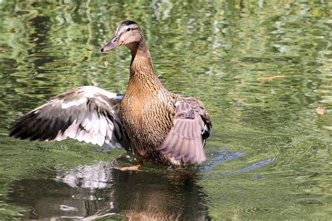 Ente Stockente Wasservogel Kostenloses Foto Auf Pixabay Pixabay