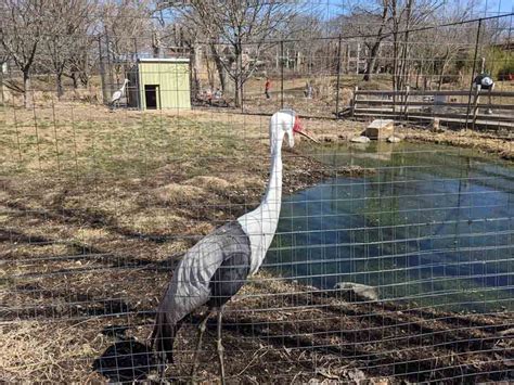 Franklin Park Zoo's Commitment to Wildlife Conservation ...