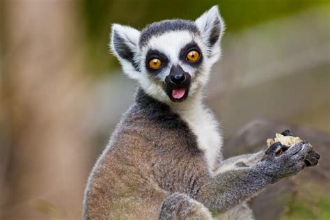 What Do Lemurs Eat Diet And Facts