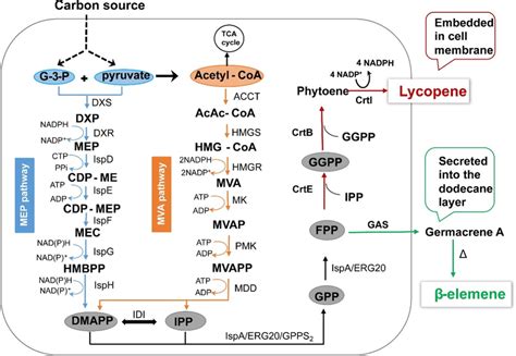 Synthetic Pathways For Germacrene A And Lycopene In E Coli The