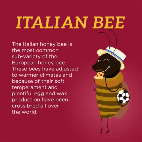 Common Honey Bee Breeds