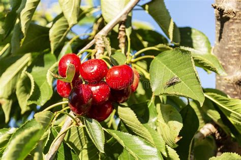 Big Red Cherries With Leaves And Stalks Good Harvest Of Juicy Ripe