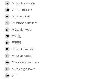 Vocalis muscle - vet-Anatomy - IMAIOS