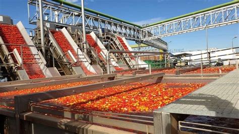 La Junta abona 9 3 millones de euros del pago básico y al tomate de la