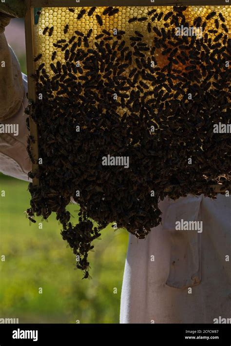 Una Apicultura En El Borde Del Bosque La Vida Cotidiana De Un