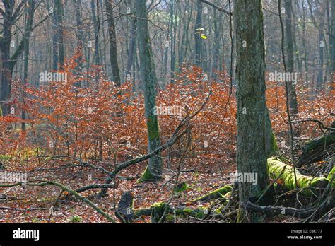 Comunes De haya Fagus sylvatica la regeneración natural en un bosque