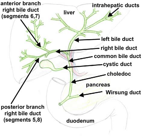 Biliary Tract And Biliary Tree Anatomy